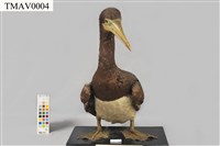 Brown Booby Collection Image, Figure 3, Total 11 Figures